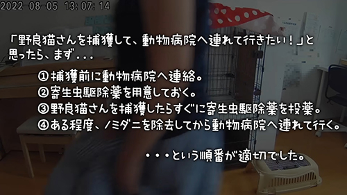 野良猫を保護する際の順番