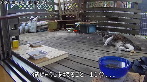 猫じゃらし11分