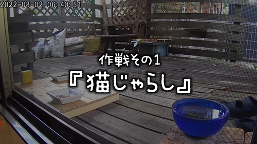 作戦その1猫じゃらし