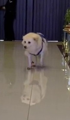 不安そうな表情のルゥくん