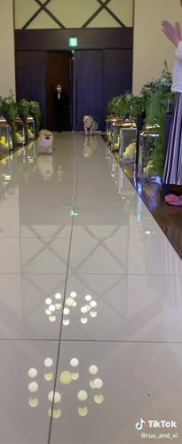 走ってくるポメラニアン