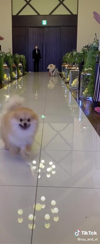 リングドッグ練習中のルゥくんとヴィーくん