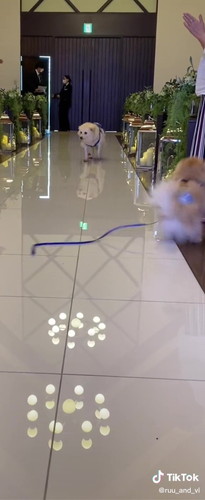 向かってくるルゥくん