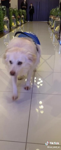 リングドッグ練習中のルゥくんとヴィーくん