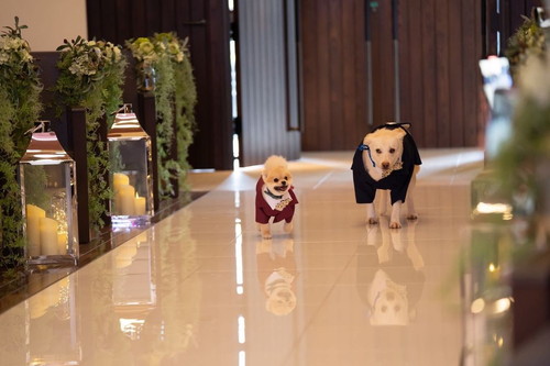 結婚式当日の犬たち