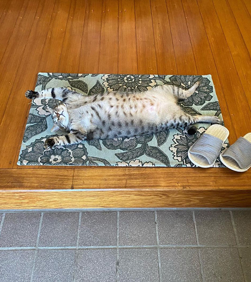 玄関マットと同化する猫の開き