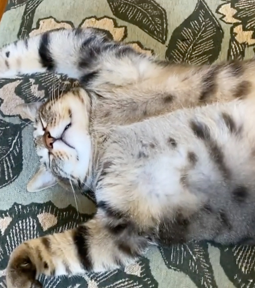 玄関マットと同化する猫の開き