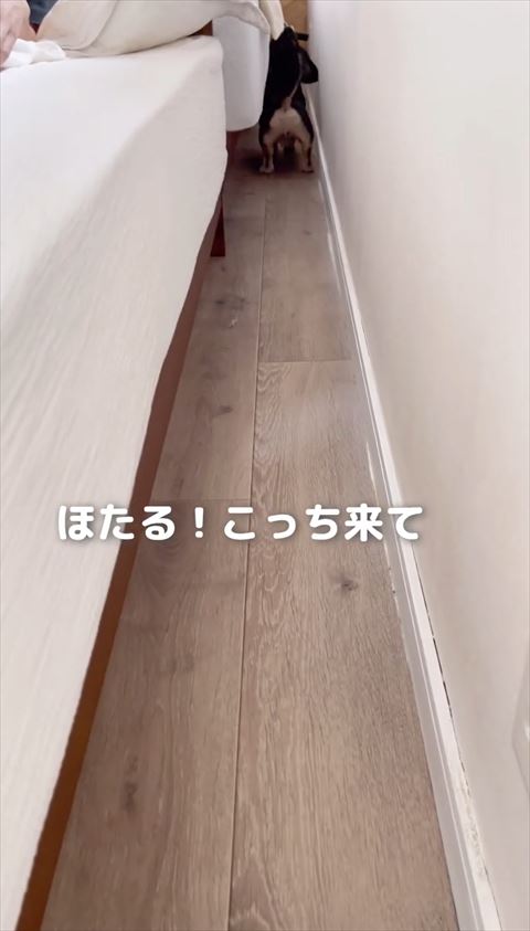 こっち来てテロップ