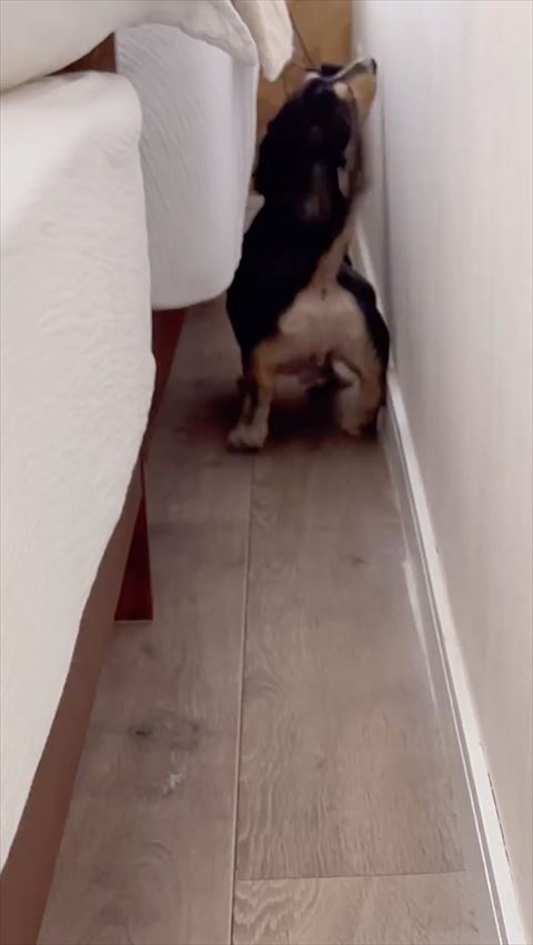 上見ているワンコ後ろ姿アップ