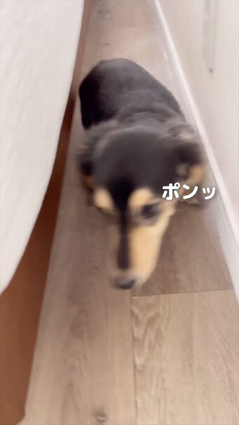 歩いてくるワンコ正面