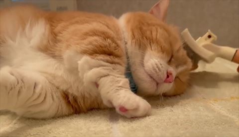 頭ブラッシング