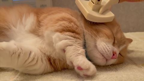 顔の横ブラッシング