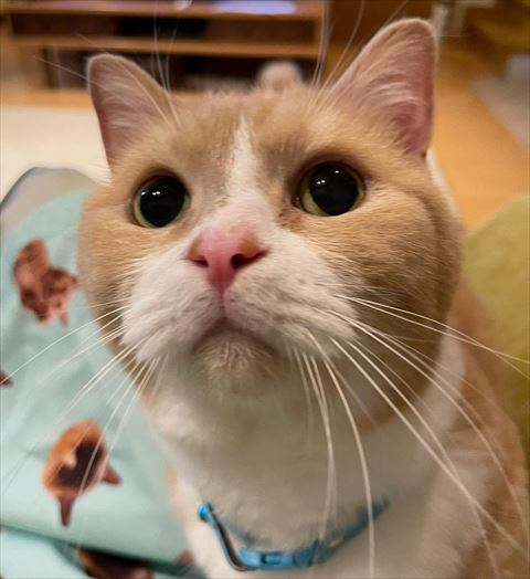 黒目真ん丸で見上げている