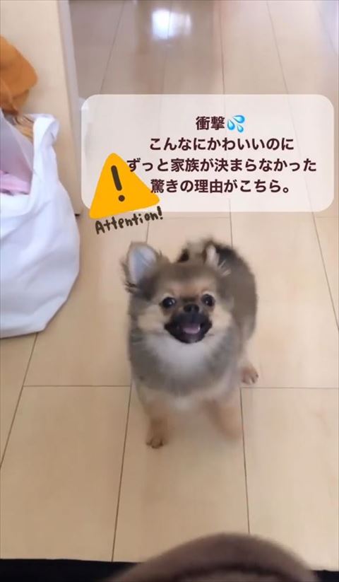 笑ってる犬
