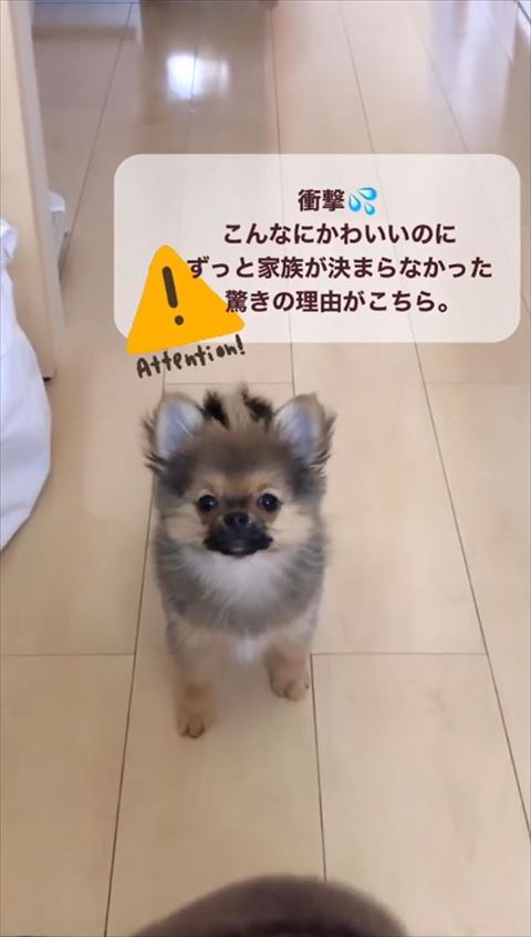 飼い主さんを見つめてる