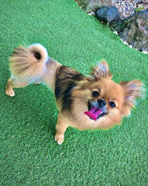 ライオンカット