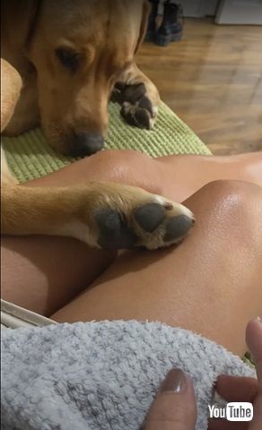 くすぐり犬
