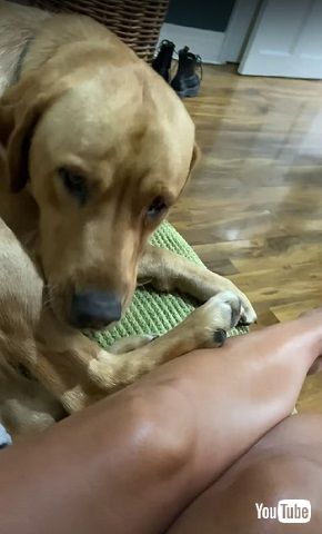 くすぐり犬