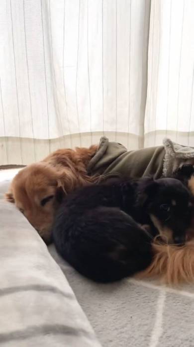 ダックス 仲良し 16歳差 ちゅらちゃん とのちゃま