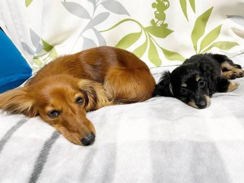 ダックス 仲良し 16歳差 ちゅらちゃん とのちゃま