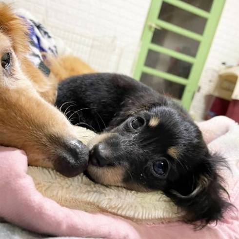 ダックス 仲良し 16歳差 ちゅらちゃん とのちゃま