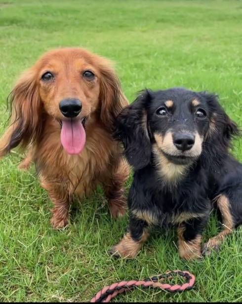 ダックス 仲良し 16歳差 ちゅらちゃん とのちゃま