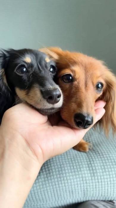 ダックス 仲良し 16歳差 ちゅらちゃん とのちゃま