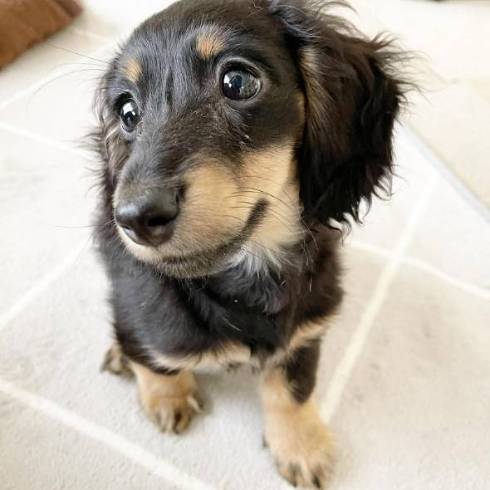 ダックス 仲良し 16歳差 ちゅらちゃん とのちゃま