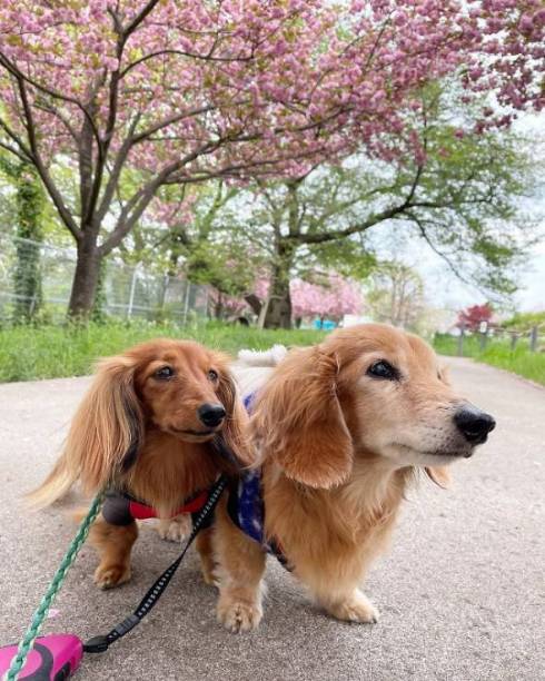 ダックス 仲良し 16歳差 ちゅらちゃん とのちゃま