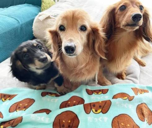 ダックス 仲良し 16歳差 ちゅらちゃん とのちゃま