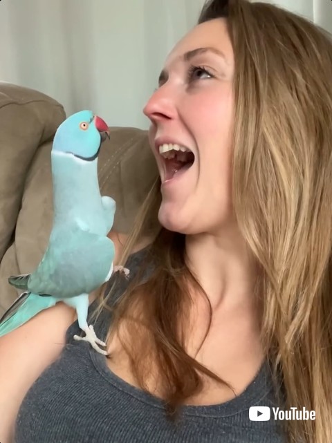 一緒に驚くインコ