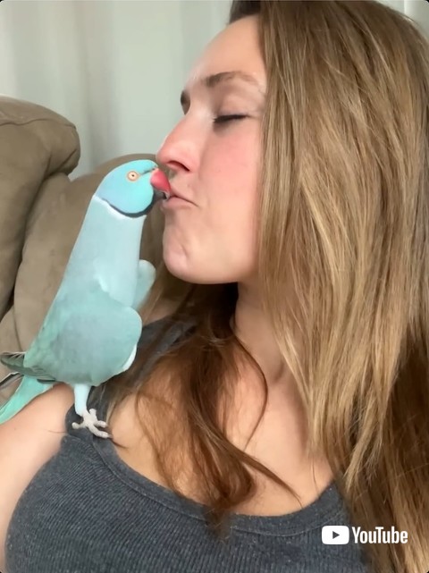 仲良くキスするインコ