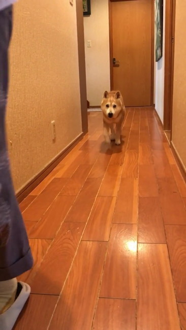小走りの犬