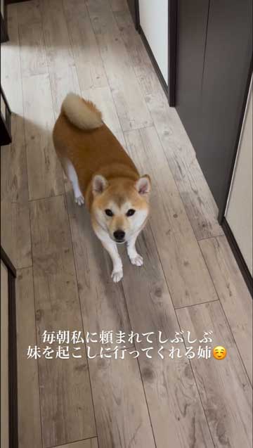 声をかける飼い主と柴犬