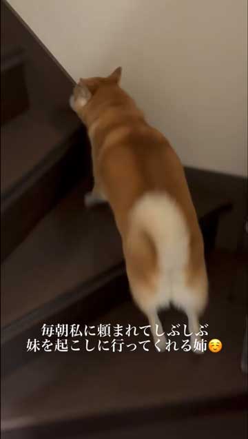 2階へ行く柴犬