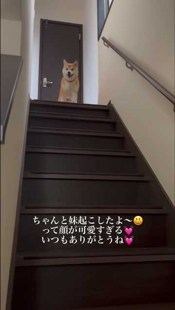 笑顔で報告する柴犬