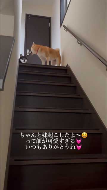 妹犬を振り返る柴犬