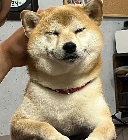 マッサージを受ける柴犬