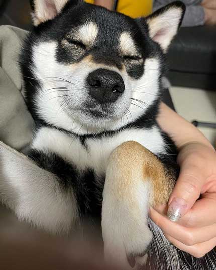 抱っこされて寝る柴犬