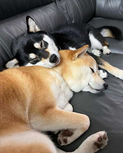 柴犬姉妹の添い寝