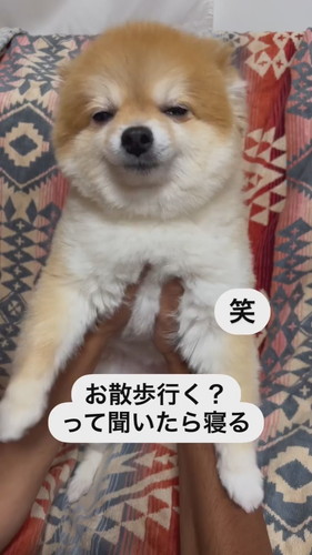 お散歩ポメラニアン