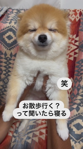 眠そうな表情の犬