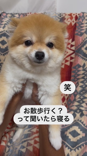 名前を呼ぶとおめめぱっちりのポメラニアン