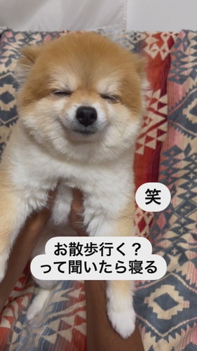 お散歩と言ったときの犬の反応