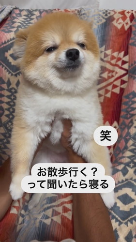 ぼんやりした犬
