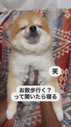 目を閉じる犬