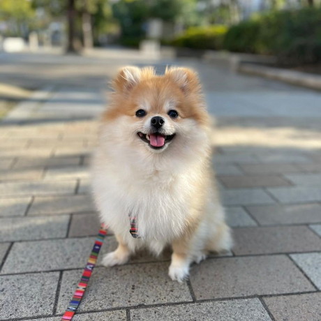 カット前のポメラニアン