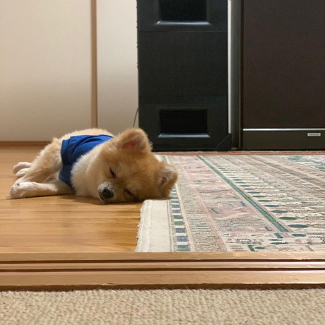 スヤスヤ寝るポメラニアン