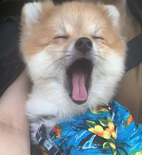 ふわふわのポメラニアン