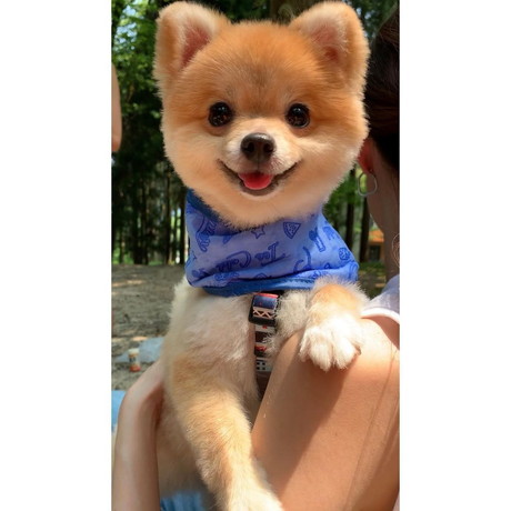 キャンプに行ったポメラニアンのぷーちゃん